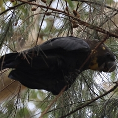 Calyptorhynchus lathami lathami at Moruya, NSW - 11 Dec 2024