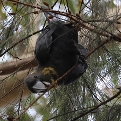 Calyptorhynchus lathami lathami at Moruya, NSW - suppressed