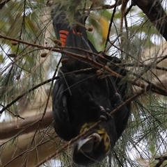 Calyptorhynchus lathami lathami at Moruya, NSW - suppressed