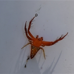 Arkys lancearius at Mongarlowe, NSW - suppressed