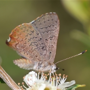 Paralucia pyrodiscus (Fiery Copper) at Mongarlowe, NSW by LisaH