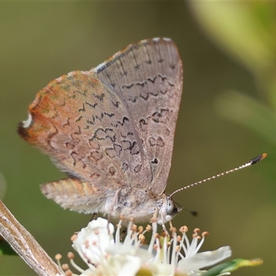 Paralucia pyrodiscus (Fiery Copper) at Mongarlowe, NSW - 11 Dec 2024 by LisaH