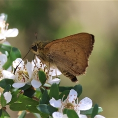 Timoconia flammeata (Bright Shield-skipper) at Mongarlowe, NSW - 11 Dec 2024 by LisaH