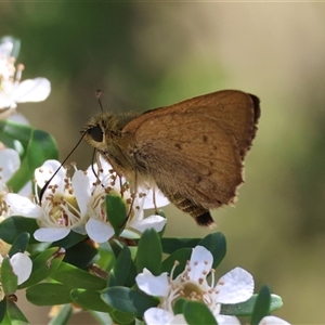 Timoconia flammeata at Mongarlowe, NSW - suppressed