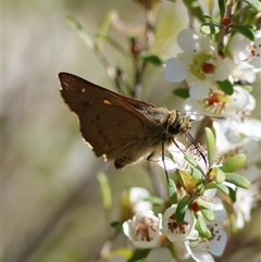 Timoconia flammeata at Mongarlowe, NSW - 12 Dec 2024