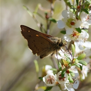 Timoconia flammeata at Mongarlowe, NSW - suppressed