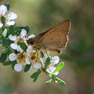 Timoconia flammeata at Mongarlowe, NSW - suppressed