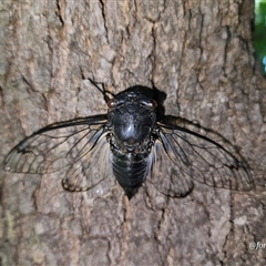 Psaltoda moerens (Redeye cicada) at Kandos, NSW - 15 Dec 2024 by aussiejai