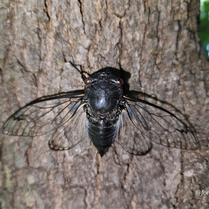 Psaltoda moerens (Redeye cicada) at Kandos, NSW by aussiejai