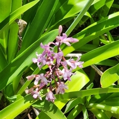 Dipodium roseum (Rosy Hyacinth Orchid) at Farrer, ACT - 15 Dec 2024 by julielindner