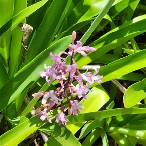 Dipodium roseum at Farrer, ACT - 15 Dec 2024