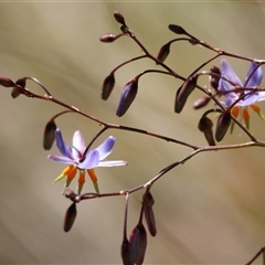 Dianella sp. (Flax Lily) at Mongarlowe, NSW - 11 Dec 2024 by LisaH