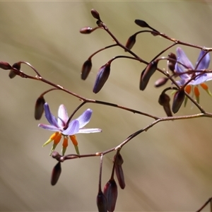 Dianella sp. at Mongarlowe, NSW - suppressed