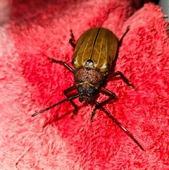 Agrianome spinicollis at Kandos, NSW - 14 Dec 2024 by aussiejai