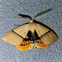 Gastrophora henricaria (Fallen-bark Looper, Beautiful Leaf Moth) at Kandos, NSW - 2 Dec 2024 by aussiejai