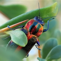 Selagis aurifera (Aurifera jewel beetle) at Wodonga, VIC - 15 Dec 2024 by KylieWaldon