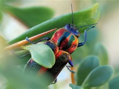 Selagis aurifera (Aurifera jewel beetle) at Wodonga, VIC - 15 Dec 2024 by KylieWaldon