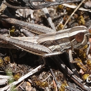 Macrotona australis at Hall, ACT - 8 Dec 2024 11:50 AM