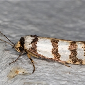 Cryptophasa tetrazona at Melba, ACT - 11 Dec 2024