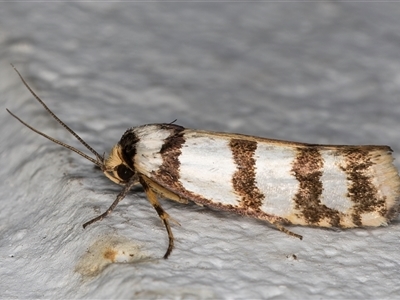 Cryptophasa tetrazona (A Xyloryctid moth) at Melba, ACT - 11 Dec 2024 by kasiaaus