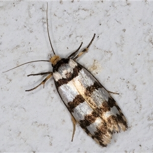 Cryptophasa tetrazona at Melba, ACT - 11 Dec 2024