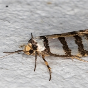 Cryptophasa tetrazona at Melba, ACT - 11 Dec 2024