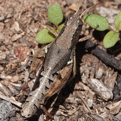 Phaulacridium vittatum (Wingless Grasshopper) at Hall, ACT - 8 Dec 2024 by Anna123