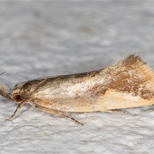 Thema psammoxantha (A concealer moth) at Melba, ACT by kasiaaus