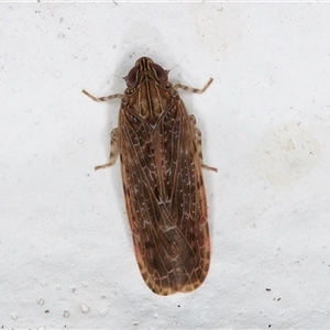 Achilidae sp. (family) at Melba, ACT - 11 Dec 2024