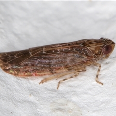 Achilidae sp. (family) at Melba, ACT - 11 Dec 2024