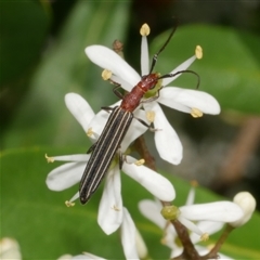 Syllitus rectus (Longhorn beetle) at Freshwater Creek, VIC - 2 Dec 2024 by WendyEM