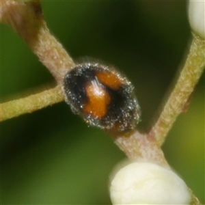 Diomus notescens at Freshwater Creek, VIC - 2 Dec 2024