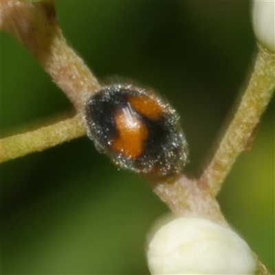 Diomus notescens (Little two-spotted ladybird) at Freshwater Creek, VIC - 2 Dec 2024 by WendyEM