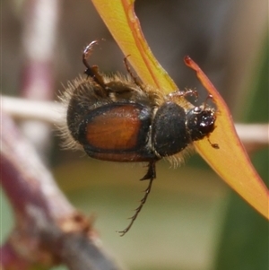 Liparetrus discipennis at Freshwater Creek, VIC - 2 Dec 2024