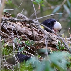 Zanda funerea (Yellow-tailed Black-Cockatoo) at Moruya, NSW - 9 Dec 2024 by LisaH