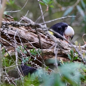 Zanda funerea (Yellow-tailed Black-Cockatoo) at Moruya, NSW by LisaH