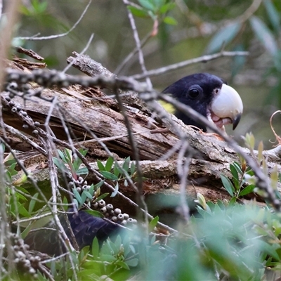 Zanda funerea (Yellow-tailed Black-Cockatoo) at Moruya, NSW - 9 Dec 2024 by LisaH