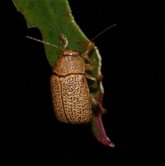 Cadmus sp. (genus) (Unidentified Cadmus leaf beetle) at Freshwater Creek, VIC - 13 Dec 2024 by WendyEM