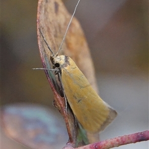 Parergophela melirrhoa at Hall, ACT - 1 Dec 2024 01:07 PM