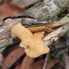 Unidentified Fungus at Moruya, NSW - 9 Dec 2024 by LisaH