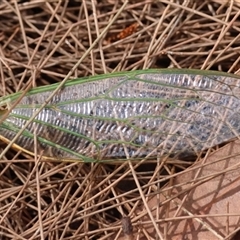 Cicadidae (family) (Unidentified cicada) at Moruya, NSW - 10 Dec 2024 by LisaH