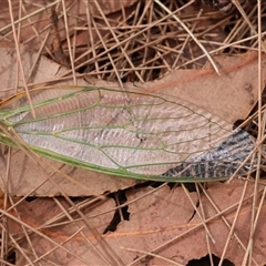 Cicadidae (family) at Moruya, NSW - 10 Dec 2024