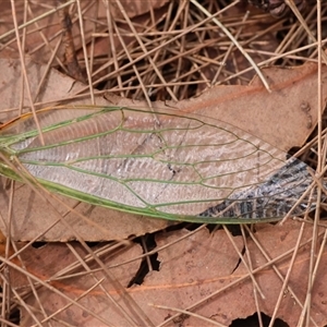 Cicadidae (family) at Moruya, NSW - 10 Dec 2024