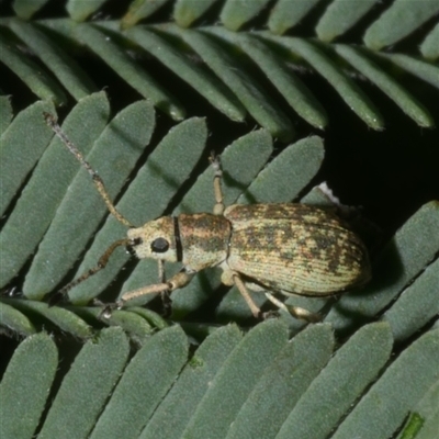 Titinia tenuis (Titinia weevil) at Freshwater Creek, VIC - 13 Dec 2024 by WendyEM