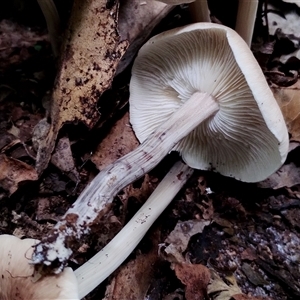 Unidentified Cap on a stem; gills below cap [mushrooms or mushroom-like] at Kianga, NSW by Teresa