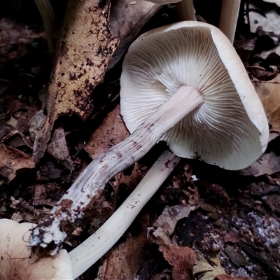 Unidentified Cap on a stem; gills below cap [mushrooms or mushroom-like] at Kianga, NSW - 13 Dec 2024 by Teresa