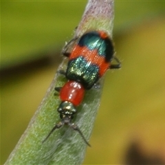 Dicranolaius bellulus at Freshwater Creek, VIC - 13 Dec 2024 by WendyEM