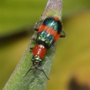 Dicranolaius bellulus at Freshwater Creek, VIC - 13 Dec 2024