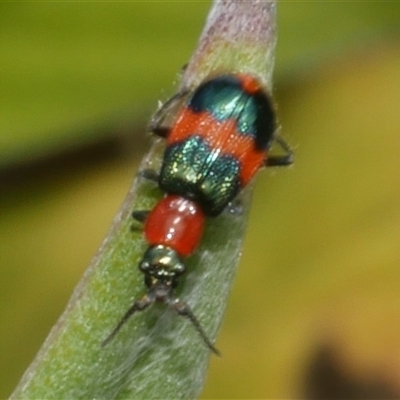 Dicranolaius bellulus (Red and Blue Pollen Beetle) at Freshwater Creek, VIC - 13 Dec 2024 by WendyEM