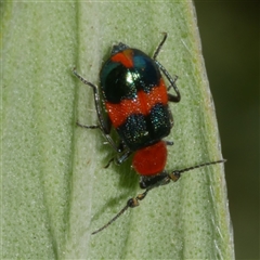 Dicranolaius bellulus at Freshwater Creek, VIC - 13 Dec 2024